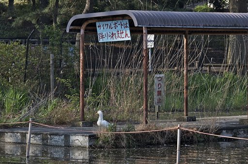 待・アヒル
