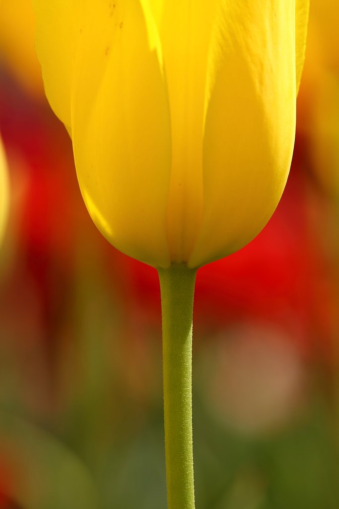 花の下