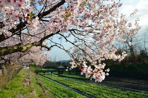 桜光る