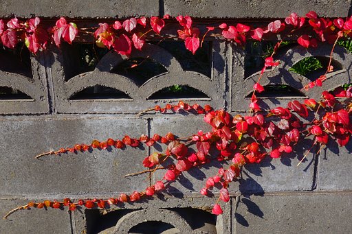 蔦の紅葉