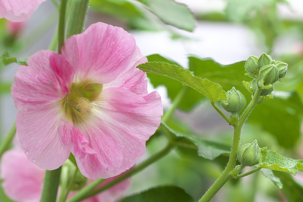 ところで何の花？