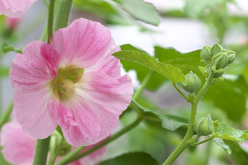 ところで何の花？