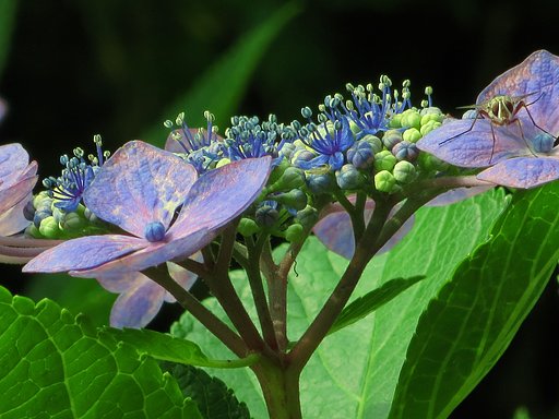 両性花(紫陽花の)