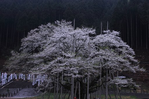 淡墨さくら
