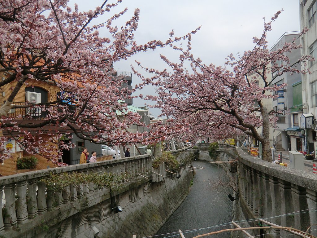 ようやく満開　あたみ桜