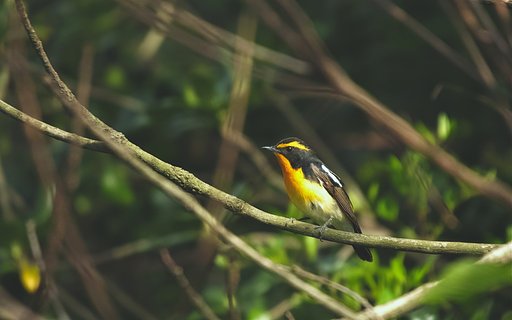 キビタキ