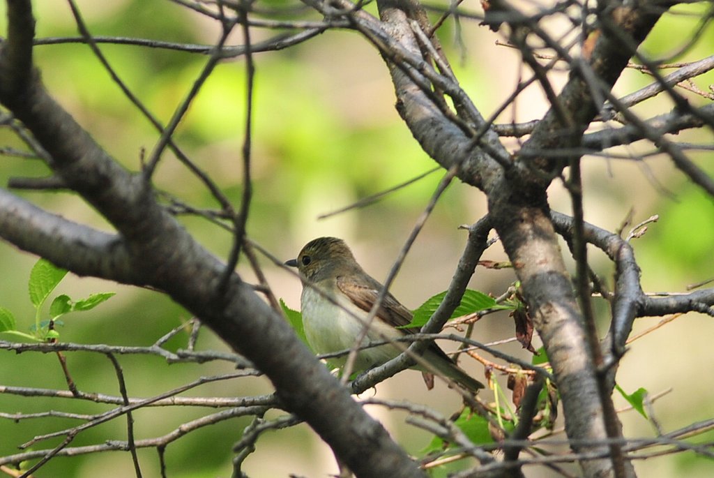 キビタキ♀