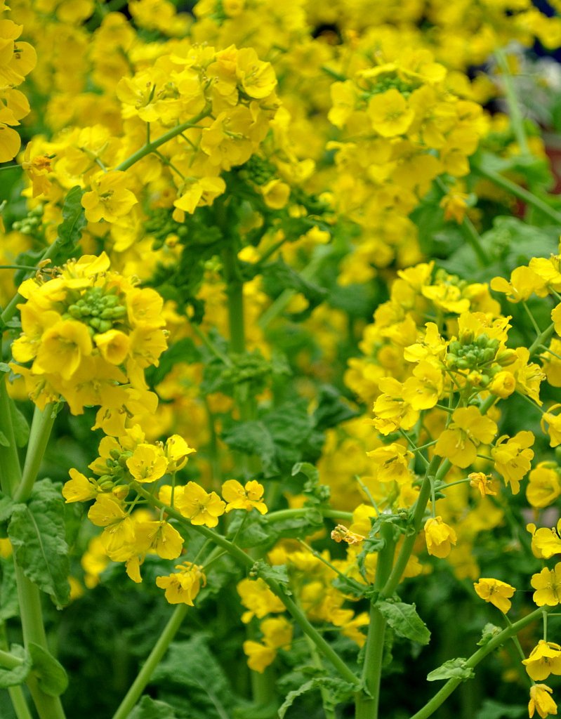 菜の花