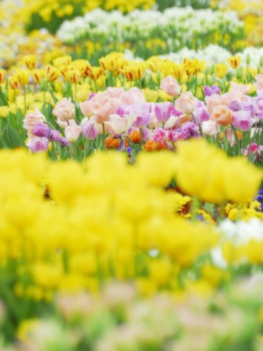 お花のコラボレ