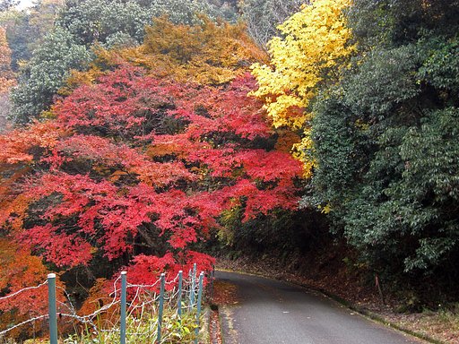 紅葉トンネル