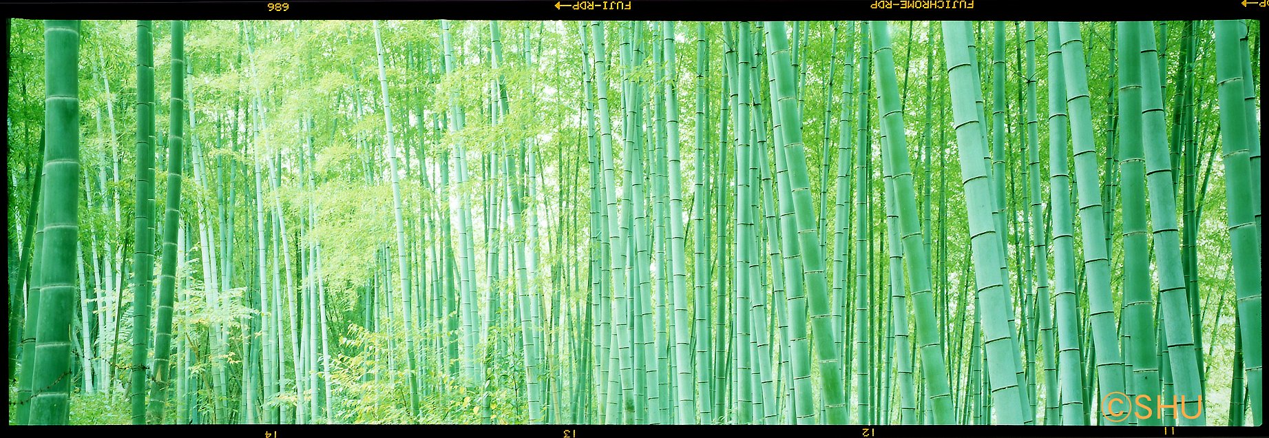 竹林
