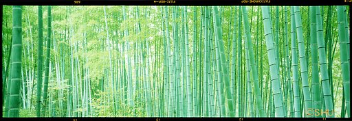 竹林