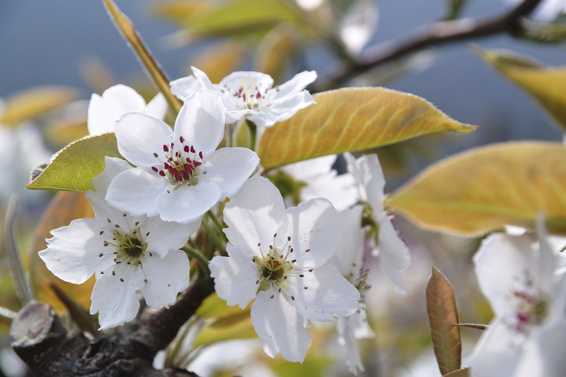 梨の花
