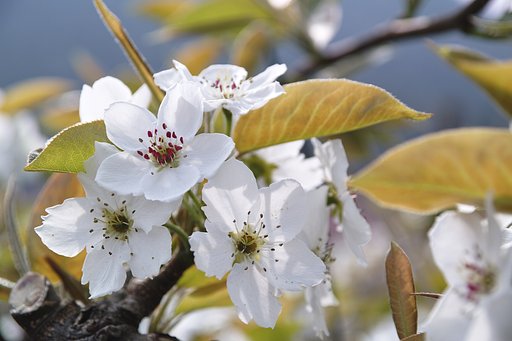 梨の花