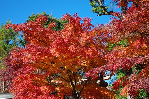 京都は紅葉の〜