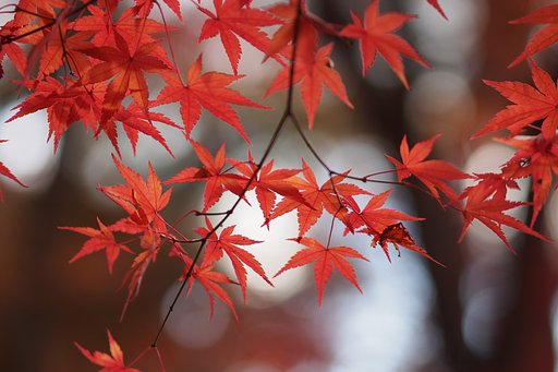 赤の紅葉