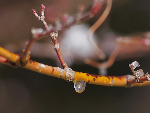 紅芽と雫