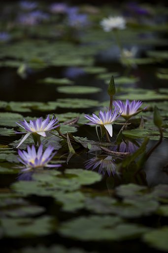 水辺の詩