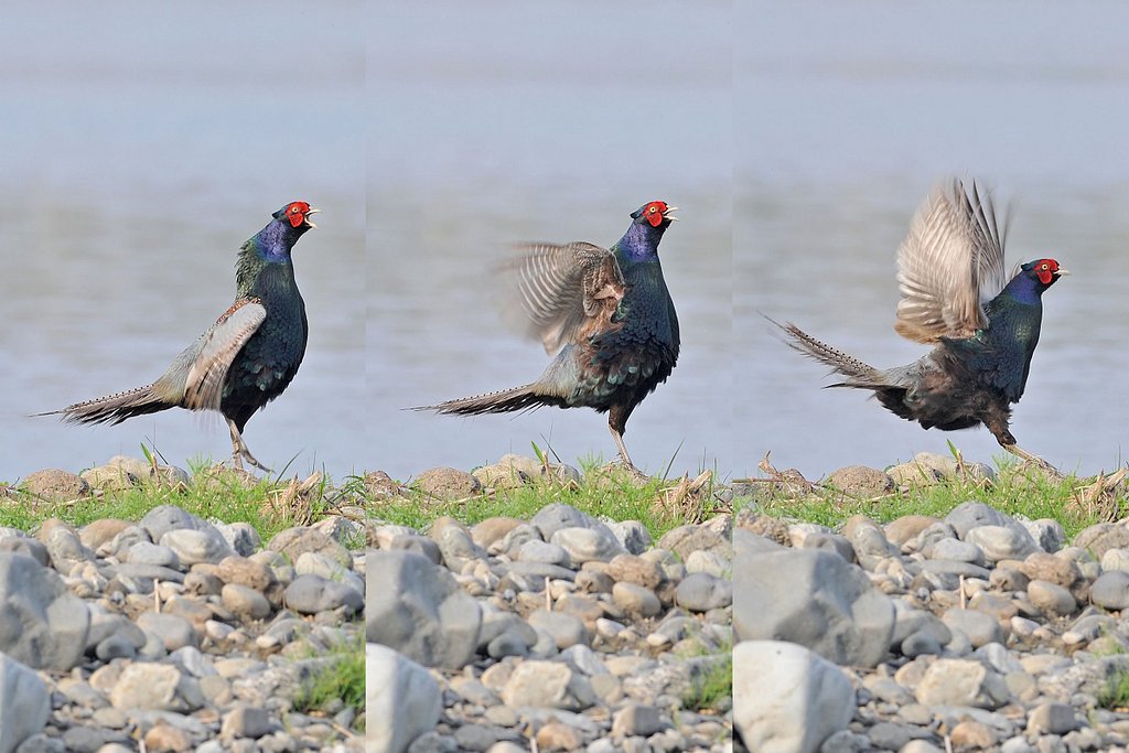 キジ鳴く２