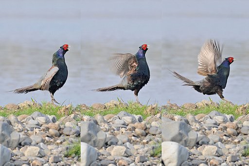 キジ鳴く２