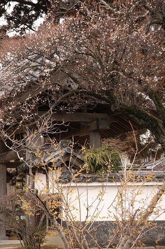 春はそこまで