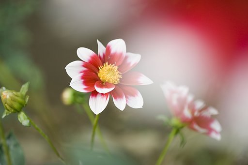 緋色の研究