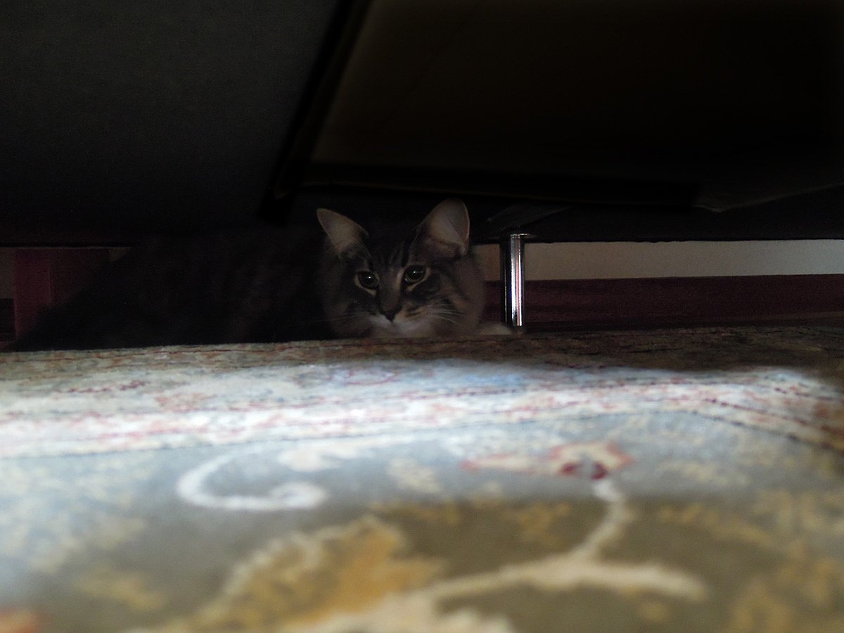 ソファの下の（わびさび）ねこ