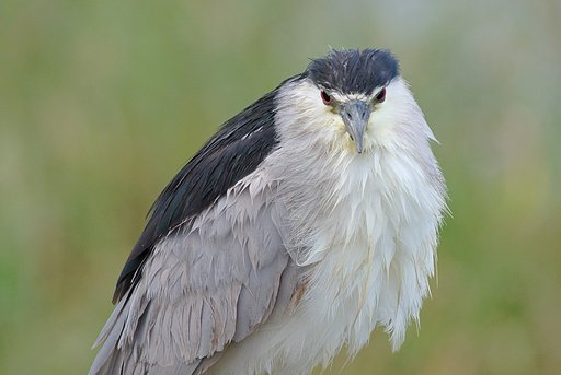 【日本】の鳥〜ゴイサギ