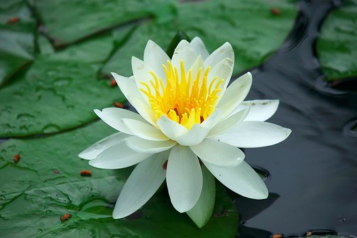 瑠璃光寺の睡蓮