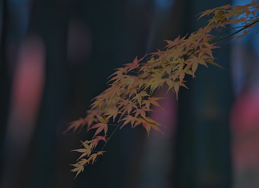竹林の彩