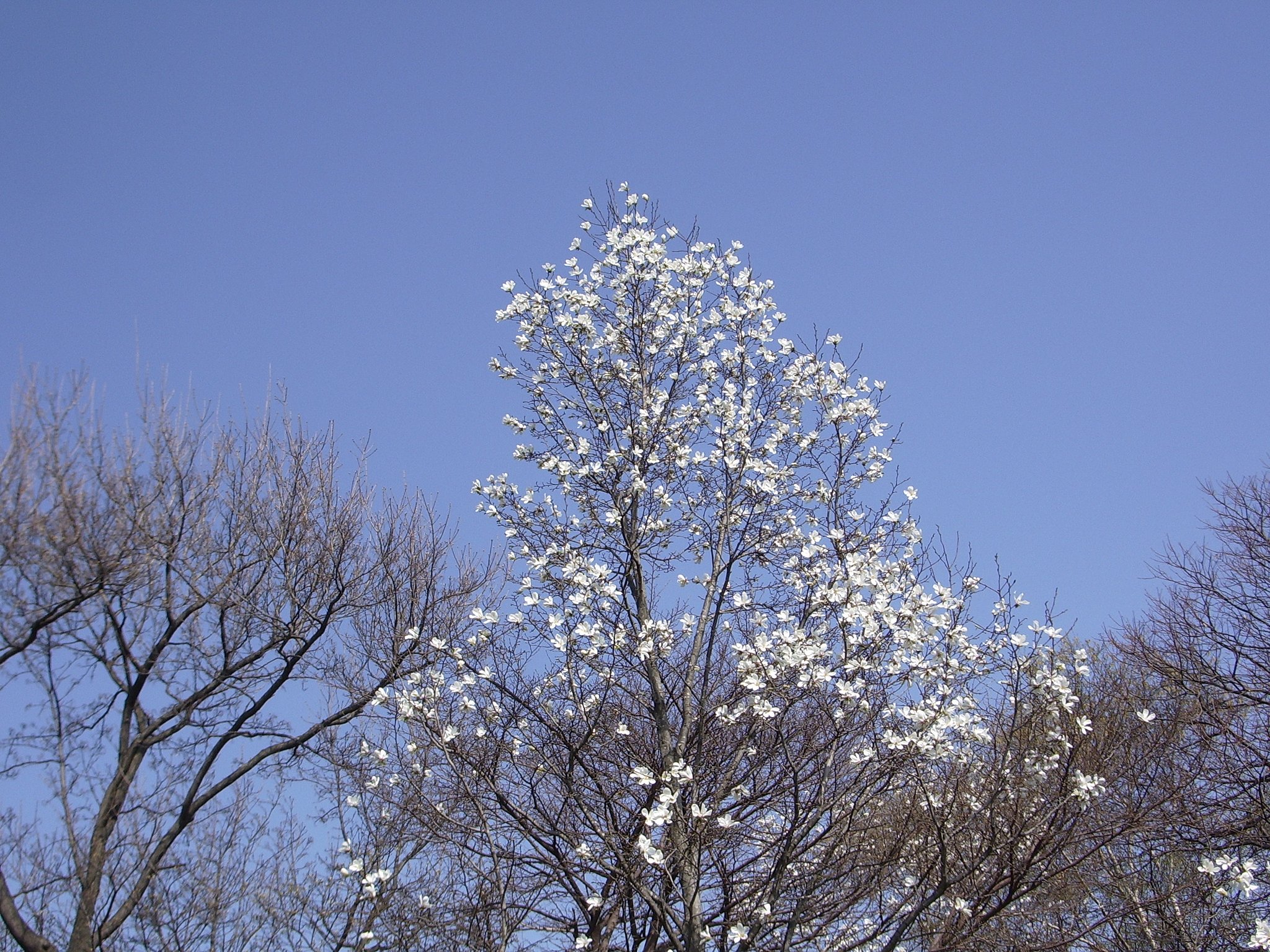 雪のような2