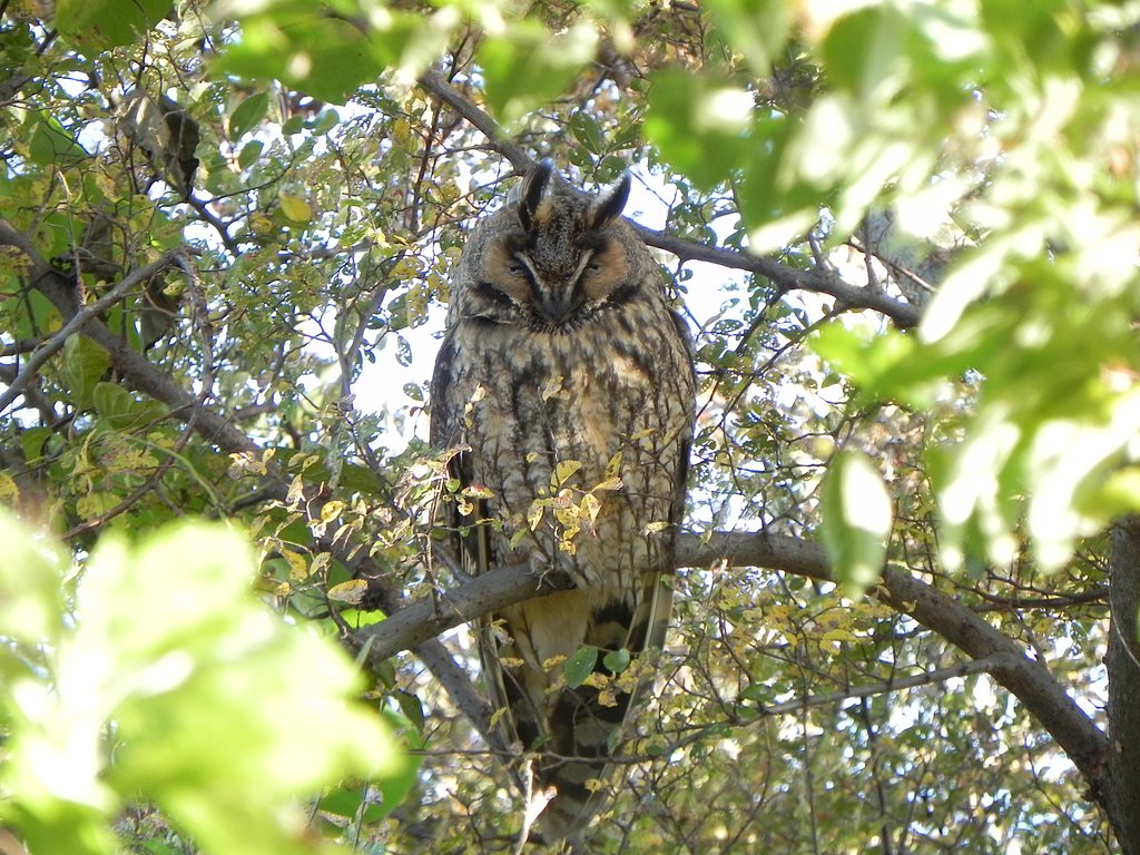 トラフズクが笑った