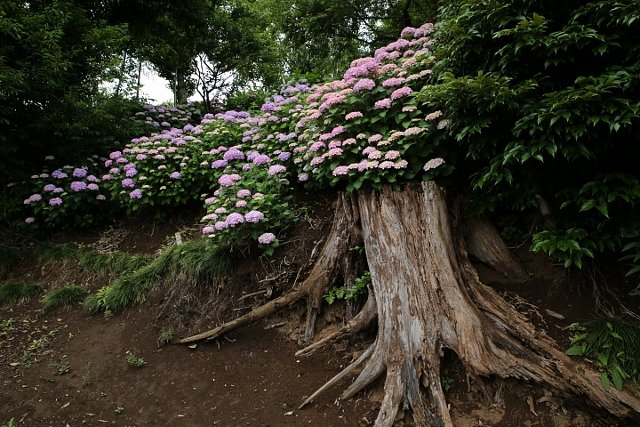 ＡＪＩＳＡＩ　ＯＮ　ＴＨＥ　ＲＯＯＴ