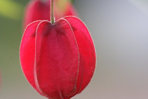紅