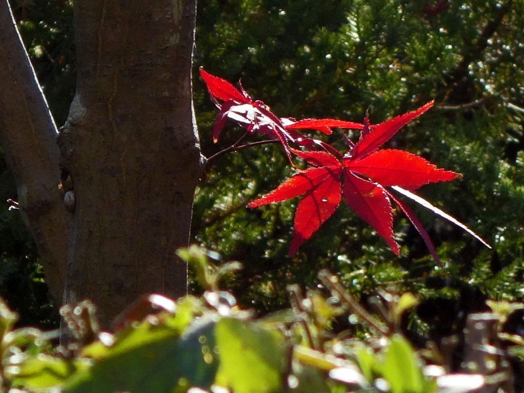 最後の紅葉
