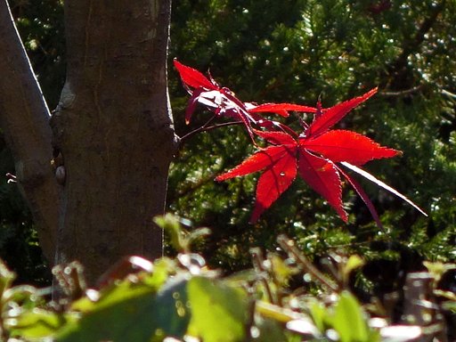 最後の紅葉