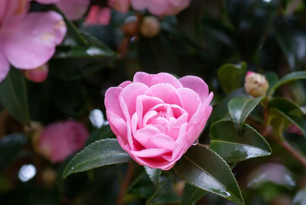 山茶花の花。