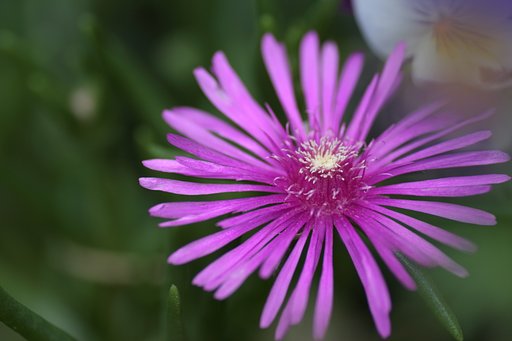 松葉菊