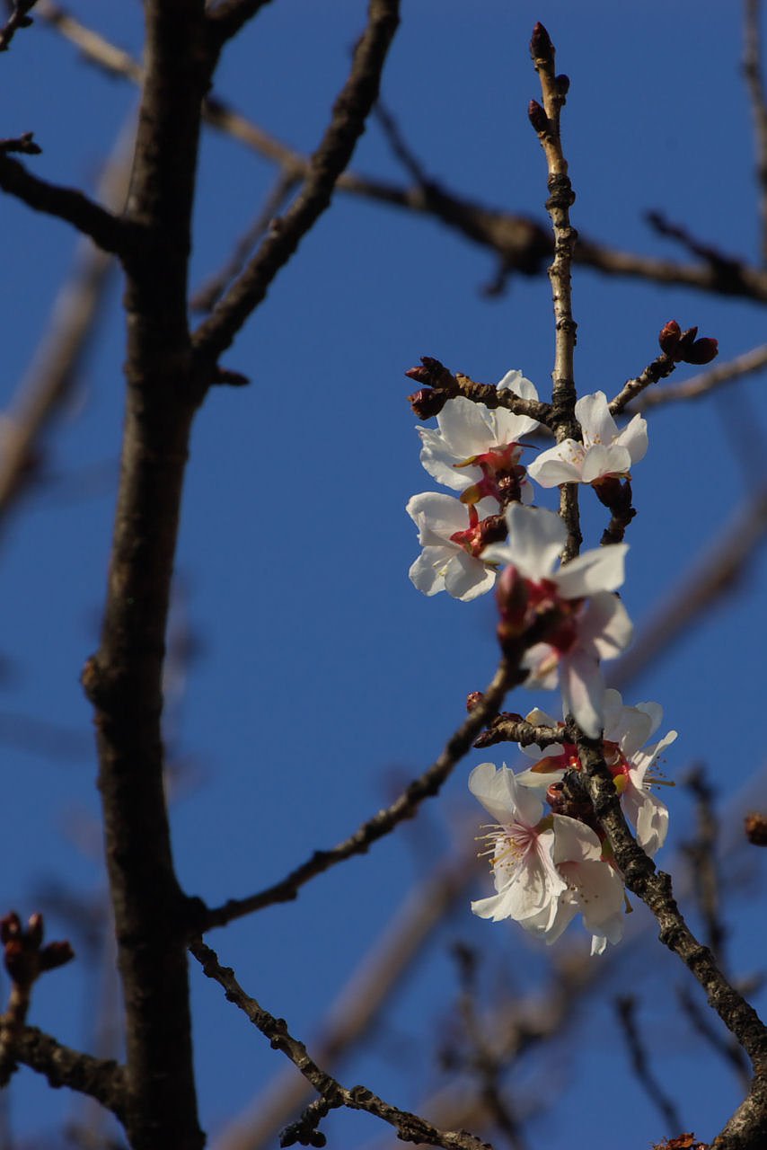 そそっかしい桜