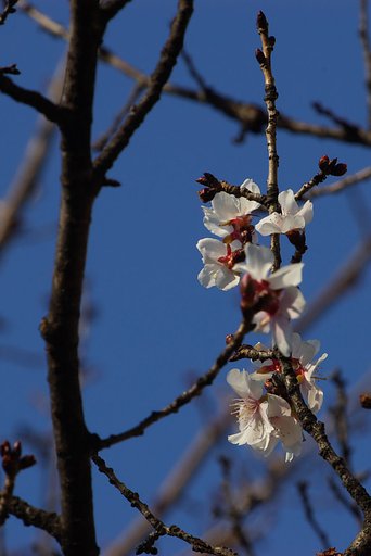 そそっかしい桜