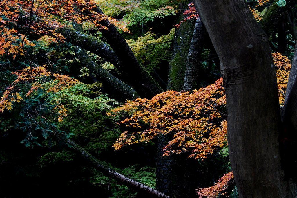 紅葉