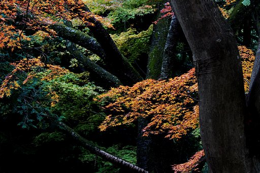 紅葉