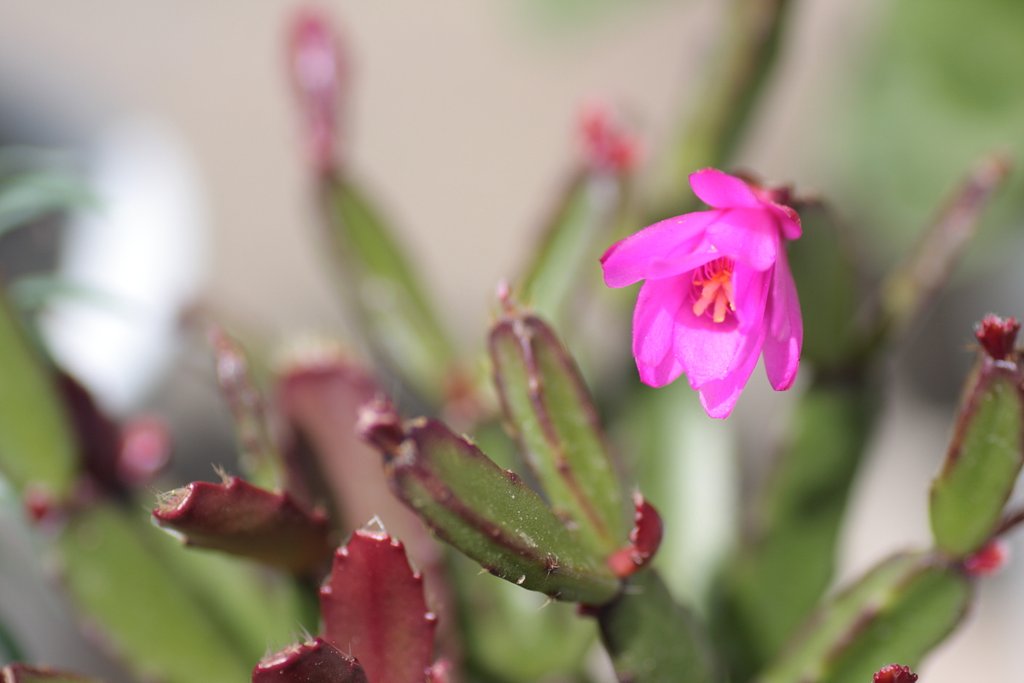 サボテンの花