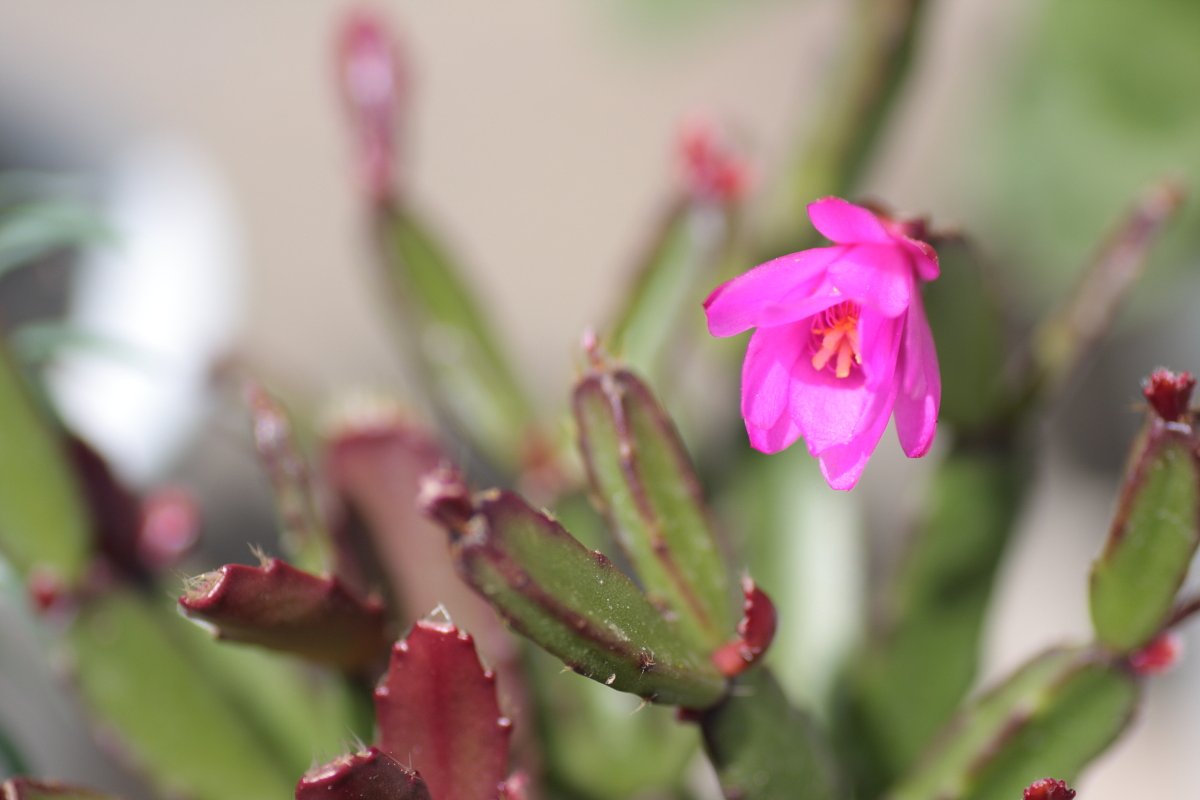 サボテンの花