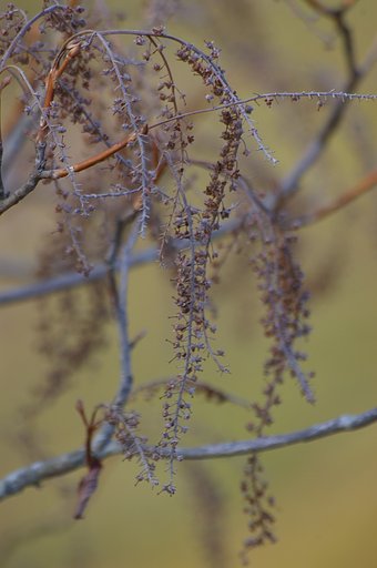 リョウブの花後