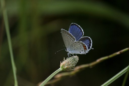 ヘラオオバコも大好きだい！