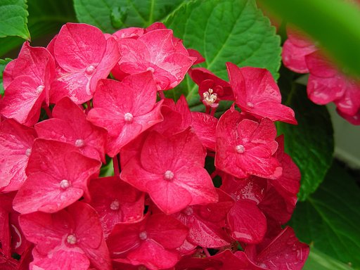 雨の紫陽花 ②