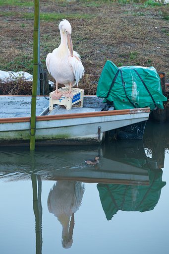 とまどうペリカン