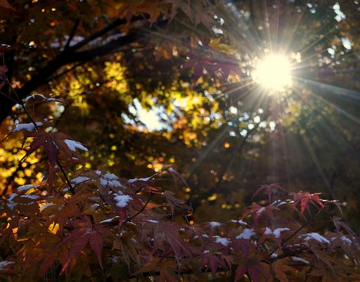 雪の紅葉と日差し