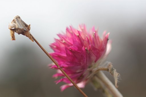 残り花
